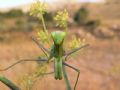 Mantis religiosa